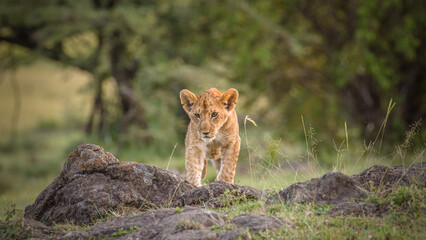 Lion cub ( Panthera Leo Leo) in the golden light of the evening sun, Olare Motorogi Conservancy, Kenya.