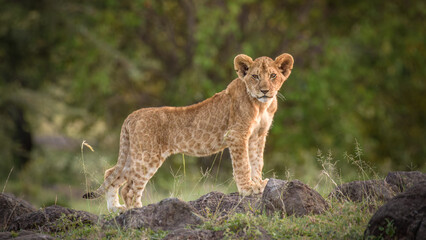 Lion cub ( Panthera Leo Leo) in the golden light of the evening sun, Olare Motorogi Conservancy, Kenya.