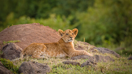 Lion cub ( Panthera Leo Leo) enjoying the evening, Olare Motorogi Conservancy, Kenya.