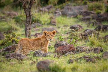 Lion cub ( Panthera Leo Leo) in the golden light of the evening sun, Olare Motorogi Conservancy, Kenya.