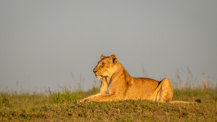 Lioness ( Panthera Leo Leo) in the golden light of the morning sun, Olare Motorogi Conservancy, Kenya.