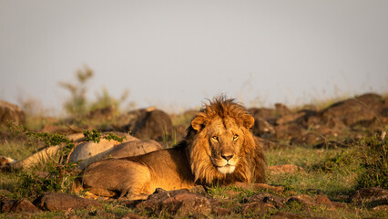 Male lion ( Panthera Leo Leo) enjoying the golden light of the morning sun, Olare Motorogi Conservancy, Kenya.