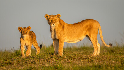 Lioness with cub ( Panthera Leo Leo) in the golden light of the morning sun, Olare Motorogi Conservancy, Kenya.