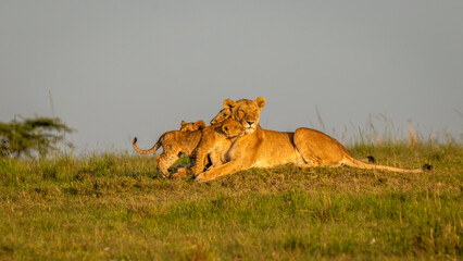 Lion ( Panthera Leo Leo) pride enjoying the golden light of the morning sun, Olare Motorogi Conservancy, Kenya.