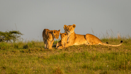 Lion ( Panthera Leo Leo) pride enjoying the golden light of the morning sun, Olare Motorogi Conservancy, Kenya.