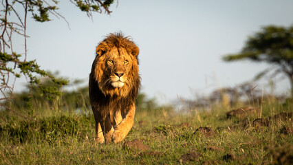 Male lion ( Panthera Leo Leo) walking in the golden light of the morning sun, Olare Motorogi Conservancy, Kenya. © Gunter