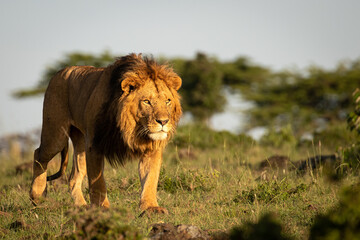 Male lion ( Panthera Leo Leo) walking in the golden light of the morning sun, Olare Motorogi Conservancy, Kenya.