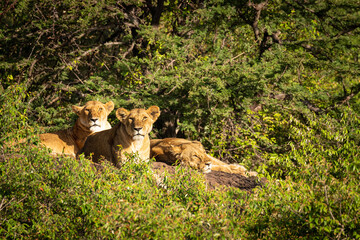 Lion ( Panthera Leo Leo) pride relaxing, Olare Motorogi Conservancy, Kenya.