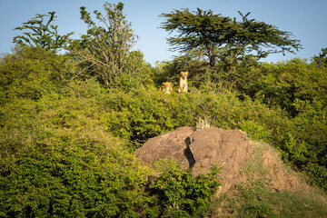 Fototapeta na wymiar Lion ( Panthera Leo Leo) pride scanning for prey, Olare Motorogi Conservancy, Kenya.