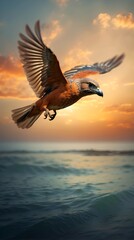 Fototapeta na wymiar bird flying on the sea and sunset in background