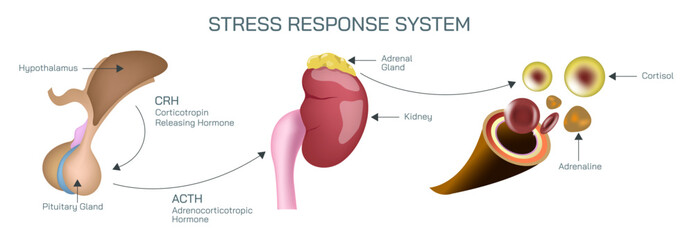 What is Stress response system vector illustration. A stressful situation occurs in the brain and hormones that produce physiological changes in the body. Endocrine system. Master pituitary gland.