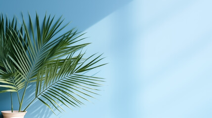 Fototapeta na wymiar palm leaves on the light blue wall.