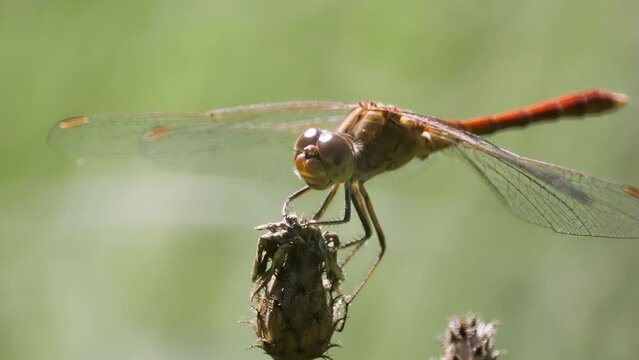 Sympetrum vulgatum dragonfly male in wild