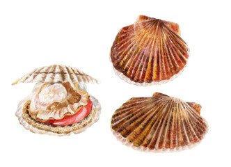 ホタテ　手描き水彩画