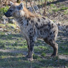 Spotted hyena standing on a path outdoors