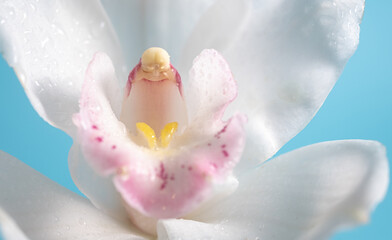 Macro photo of white cymbidium on a blue background. blur and selective focus. Copy space - obrazy, fototapety, plakaty