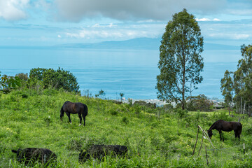 Horses in pasture. Sun Yat Sen Park, Kula, Maui Hawaii