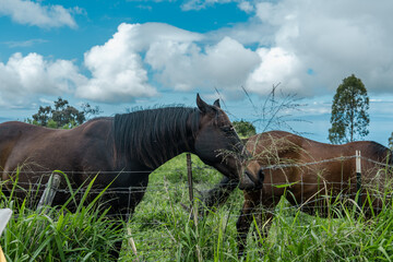 Horses in pasture. Sun Yat Sen Park, Kula, Maui Hawaii © youli zhao