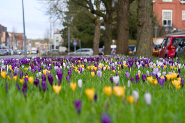 Field with purple and yellow crocuses