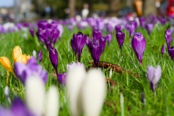 Field with purple and yellow crocuses