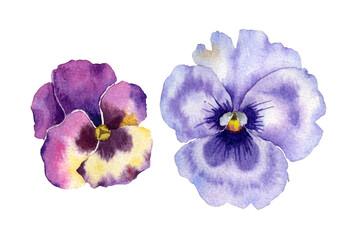 Violet tricolor forest wild flower isolated on transparent background watercolor element for wrapping paper, postcards, textile