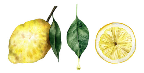 A whole lemon with a leaf, a slice of lemon, a leaf from which essential oil drips set of hand drawn watercolor elements isolated on transparent background