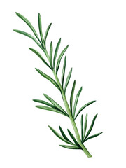 Rosemary sprig isolated on transparent background. Watercolor element for the design of fabrics, wallpapers, cards