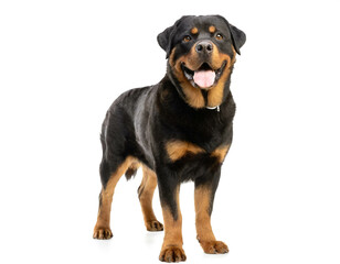 Obraz premium Rottweiler stehend isoliert auf weißen Hintergrund, Freisteller