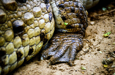 Crocodile (Crocodylus acutus). Los Llanos.Masaguaral. State of Apure.State of Bolivar. Venezuela. - obrazy, fototapety, plakaty