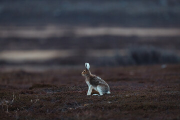 Mountain hare sitting on the ground in the arctic tundra