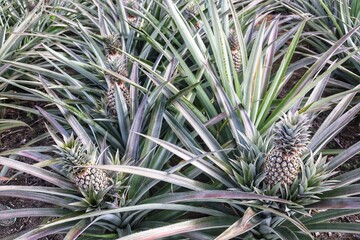 Naklejka na ściany i meble Pineapple, with its prickly exterior and sweet, juicy flesh, is a tropical fruit beloved for its refreshing taste and versatility. This tropical fruit is characterized by its rough, spiky skin and cro