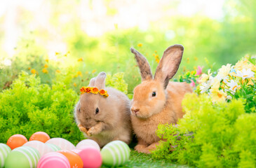 young fluffy bunnies,brown adorable rabbit sitting with easter eggs on nature background,concept for easter celebration