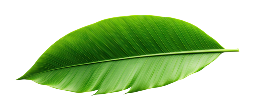 Tropical green palm leaf cut out