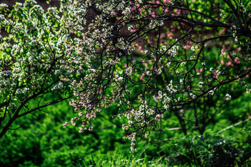 Blossoming Beauty: Almond Flowers in Jaen's Countryside 2