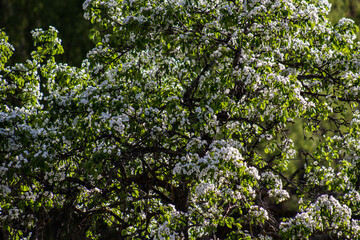 Fototapeta na wymiar Blossoming Beauty: Almond Flowers in Jaen's Countryside