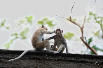 Monkey sitting under a tree