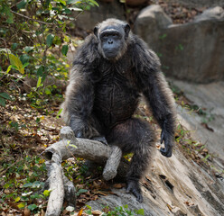 Front view of a chimpanzee