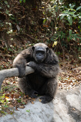 Front view of a chimpanzee