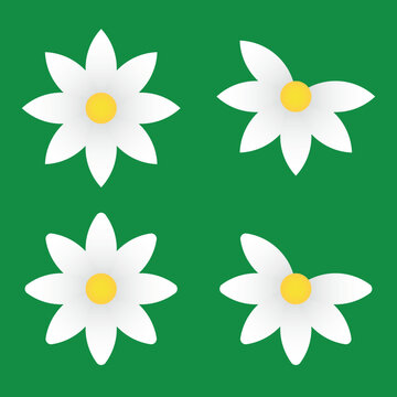 Daisy flower white petals with yellow centre with green background 