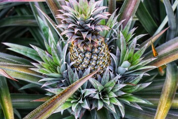 Pineapple, with its prickly exterior and sweet, juicy flesh, is a tropical fruit beloved for its...