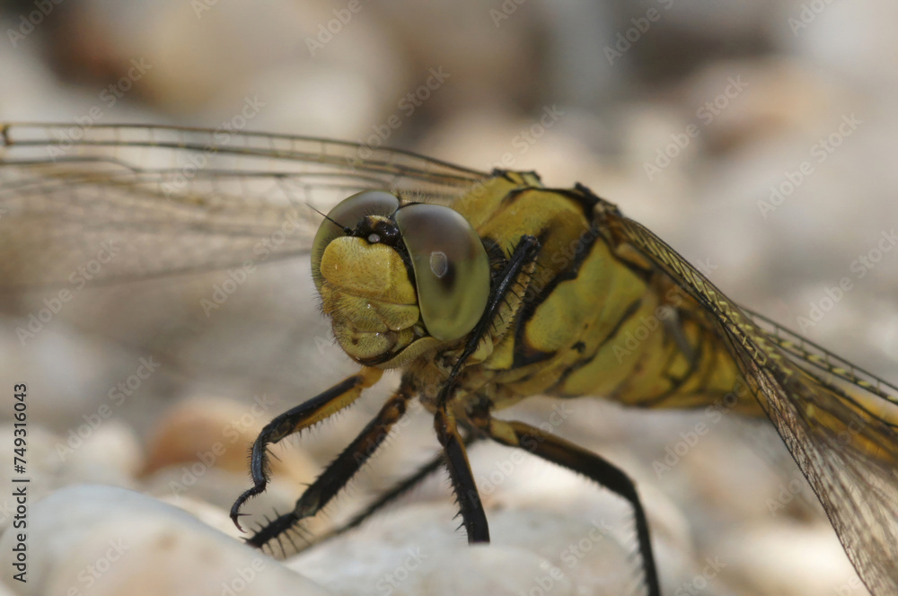 Wall mural closeup on a female southern skimmer dragonfly, orthetrum brunneum, sitting on white stones at the r