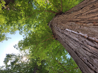 Tree Bark and Green Leaves - Late Spring Early Summer