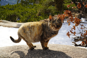 Obraz premium The Wild Mackerel Tabby Cat