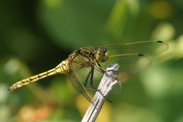Closeup on a female Southern skimmer dragonfly, Orthetrum brunneum, perched on a twig