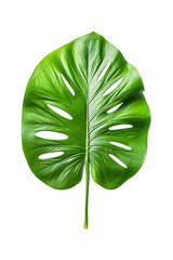 Lush Green Monstera Leaves Isolated png