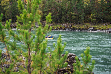 A yellow inflatable rubber boat with rafters in blue life jackets and yellow helmets are rafting on a turquoise mountain river surrounded by pine forests and rocks. Water tourism in the wild