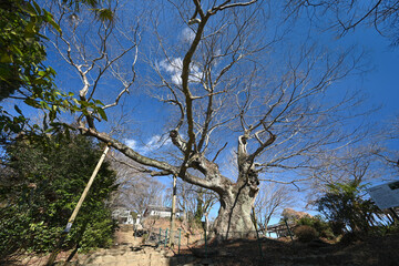 冬の青空に伸びる大ケヤキの枝