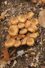 Vertical closeup on a brown cluser of edible honey fungus, Armillaria mellea in the forest