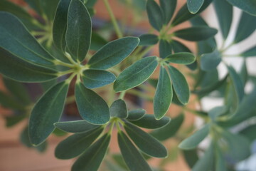 Schefflera leaves covered with water droplets, caring for indoor plants