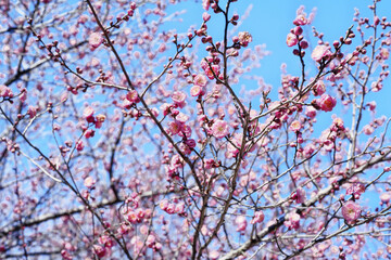 開花したピンクの梅の花